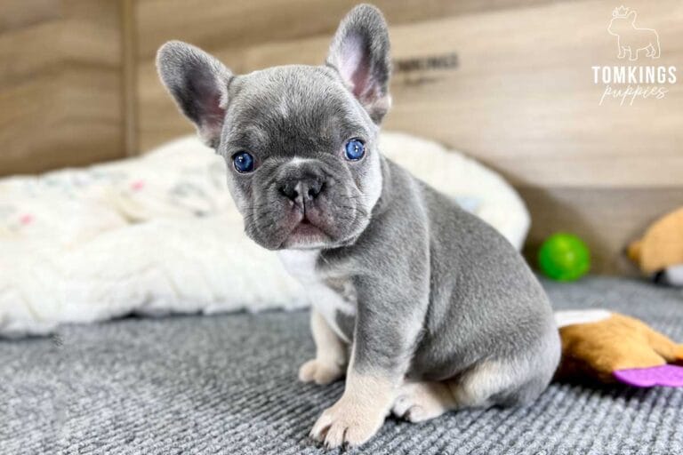 Waylon, available French Bulldog puppy at TomKings Puppies