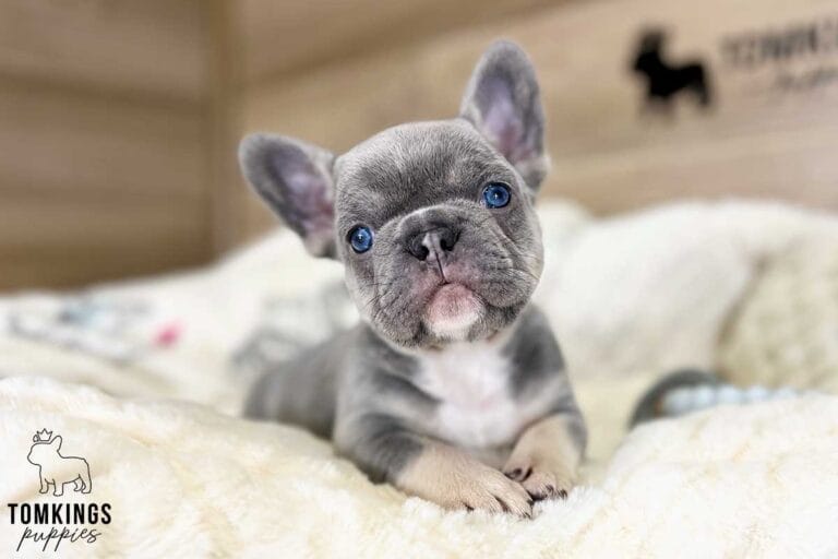 Waylon, available French Bulldog puppy at TomKings Puppies