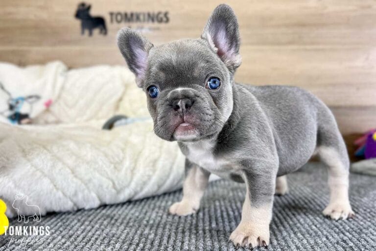 Waylon, available French Bulldog puppy at TomKings Puppies