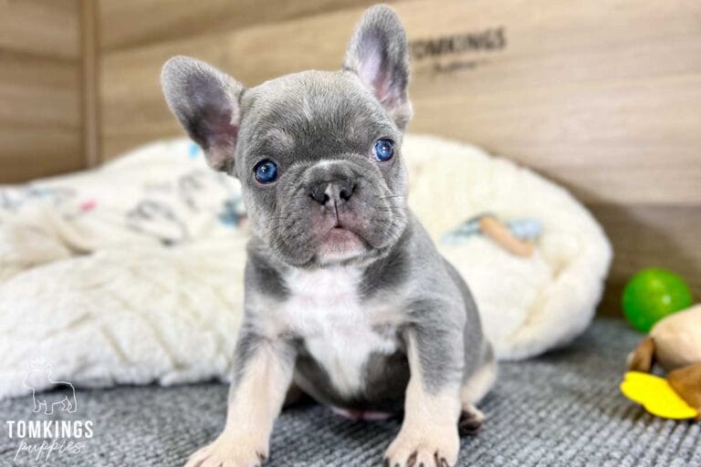 Waylon, available French Bulldog puppy at TomKings Puppies