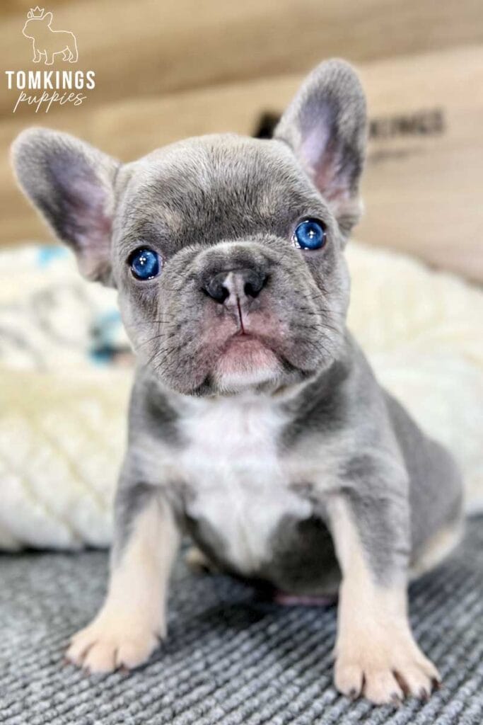 Waylon, available French Bulldog puppy at TomKings Puppies