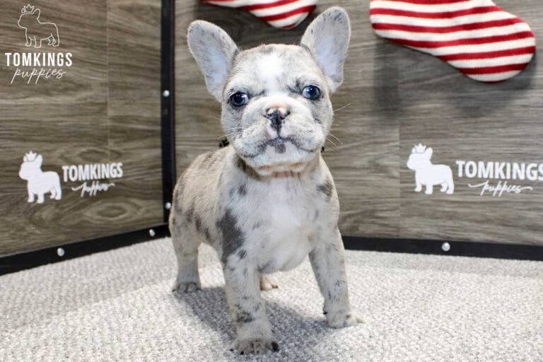 Zeus, available French Bulldog puppy at TomKings Puppies