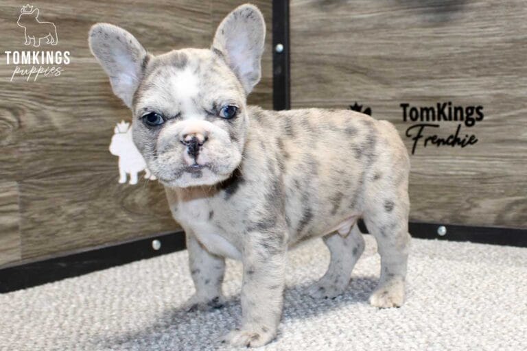 Zeus, available French Bulldog puppy at TomKings Puppies