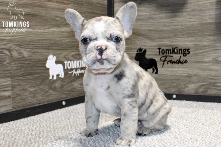 Zeus, available French Bulldog puppy at TomKings Puppies