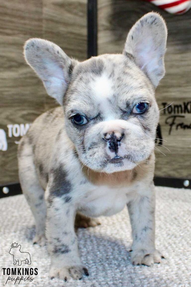 Zeus, available French Bulldog puppy at TomKings Puppies