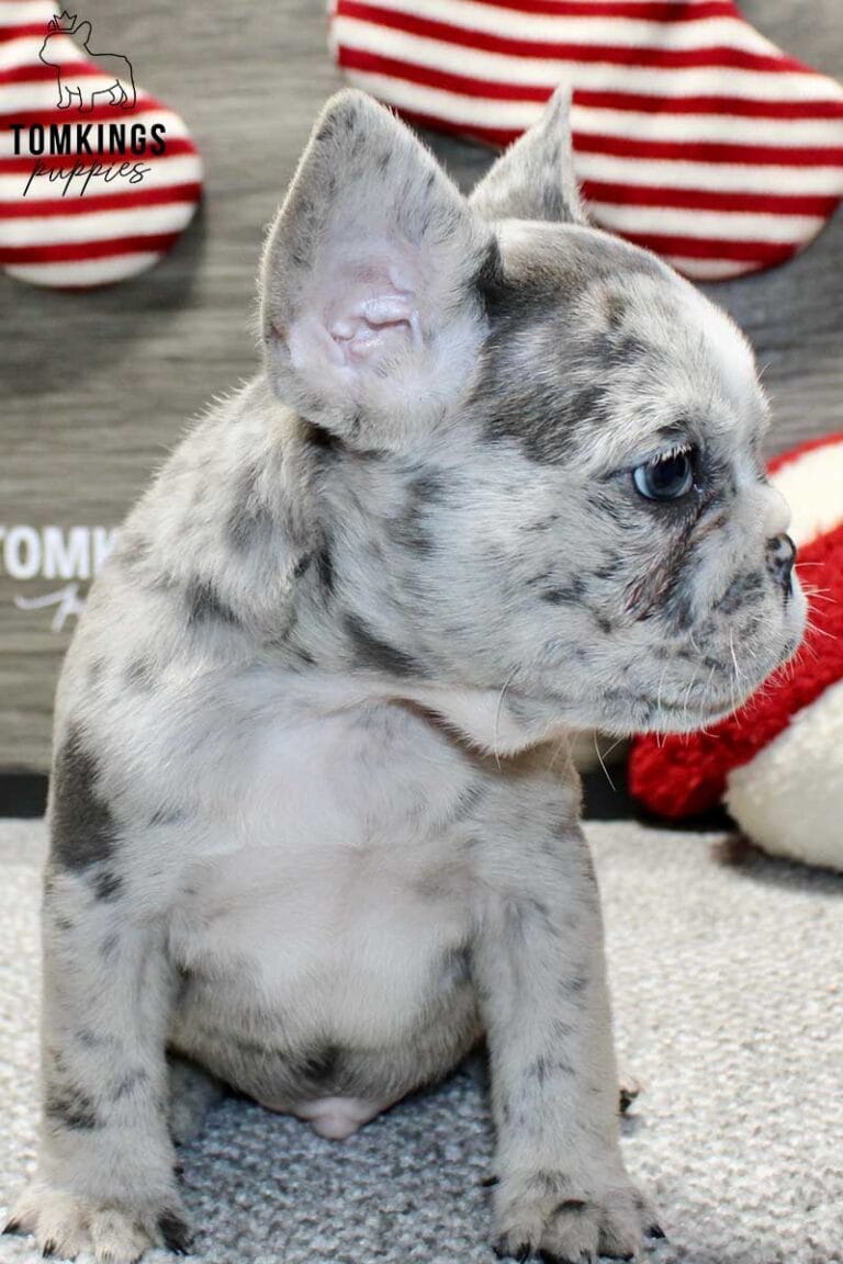 Zeus, available French Bulldog puppy at TomKings Puppies