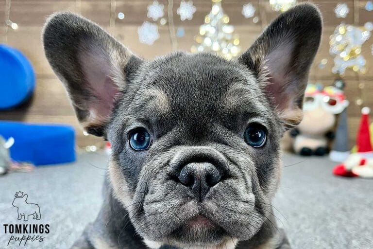 Amalia, available French Bulldog puppy at TomKings Puppies