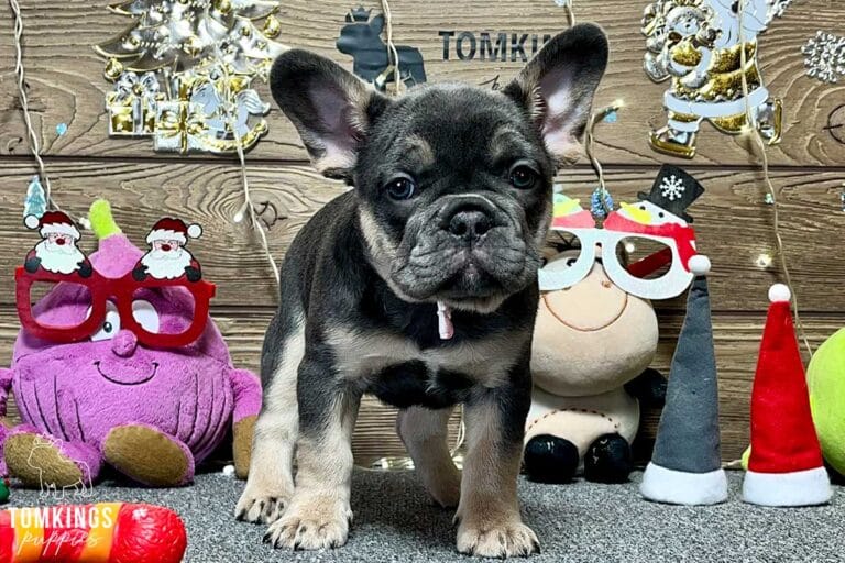 Amalia, available French Bulldog puppy at TomKings Puppies