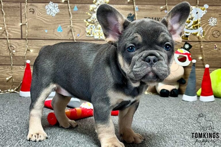 Amalia, available French Bulldog puppy at TomKings Puppies