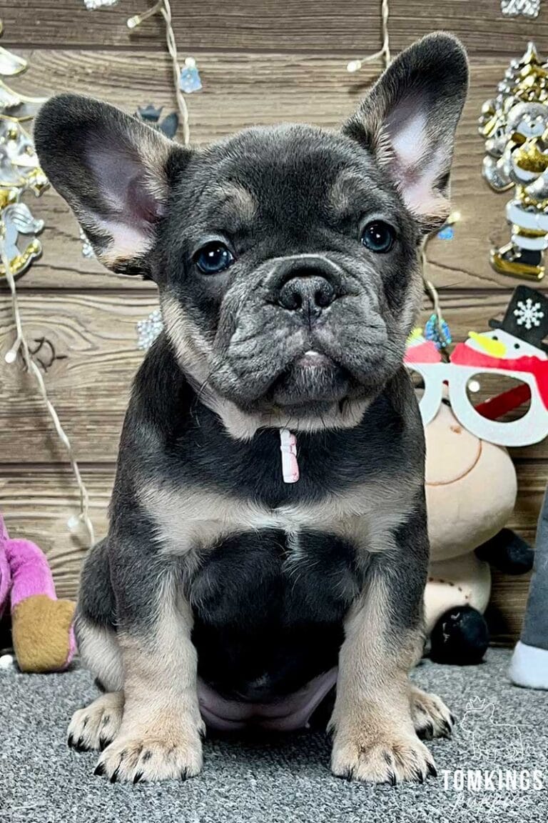 Amalia, available French Bulldog puppy at TomKings Puppies