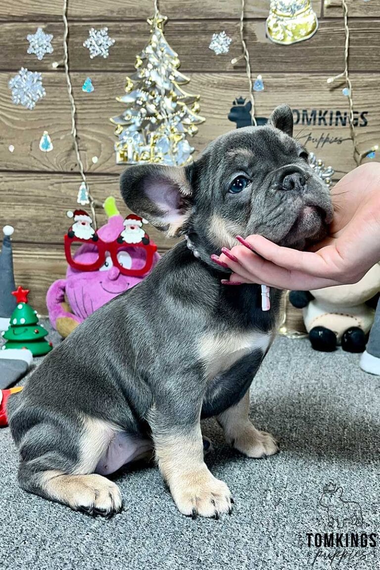 Amalia, available French Bulldog puppy at TomKings Puppies