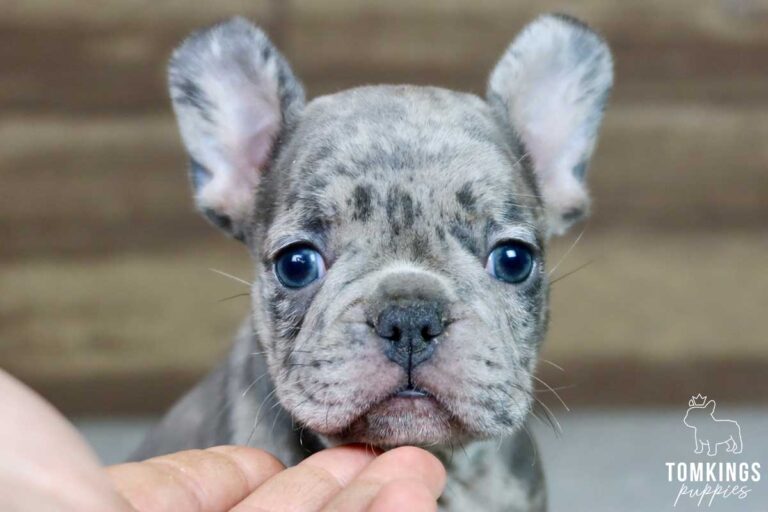 Anastasia, available French Bulldog puppy at TomKings Puppies