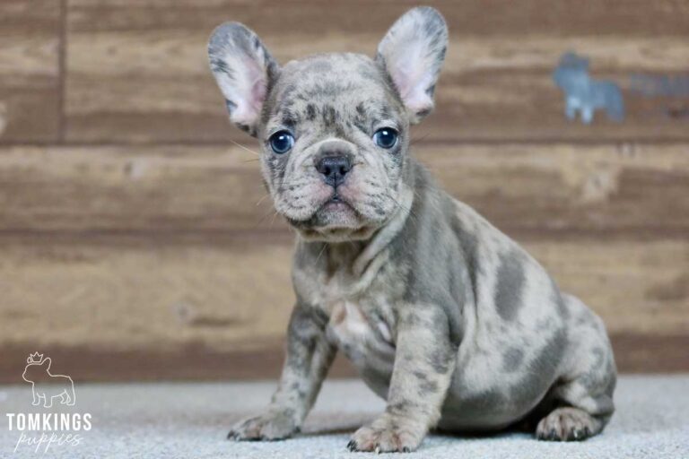 Anastasia, available French Bulldog puppy at TomKings Puppies