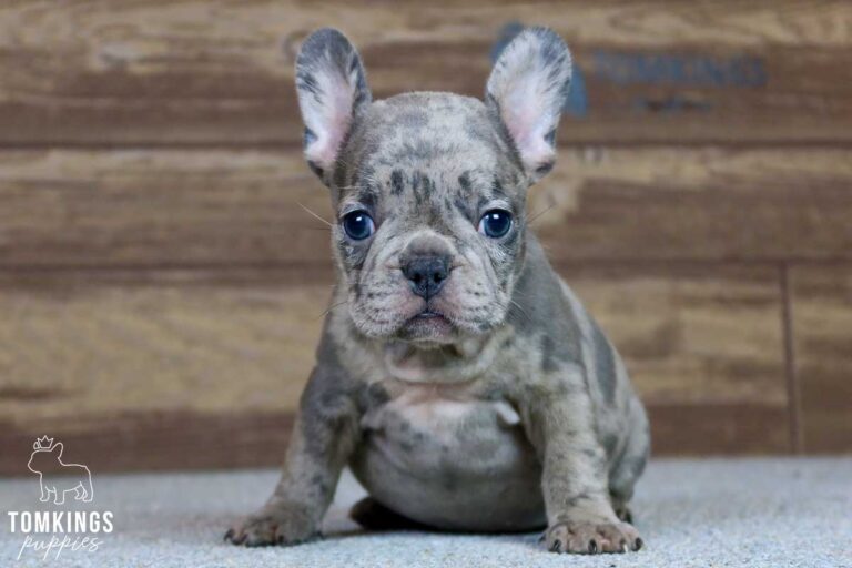 Anastasia, available French Bulldog puppy at TomKings Puppies