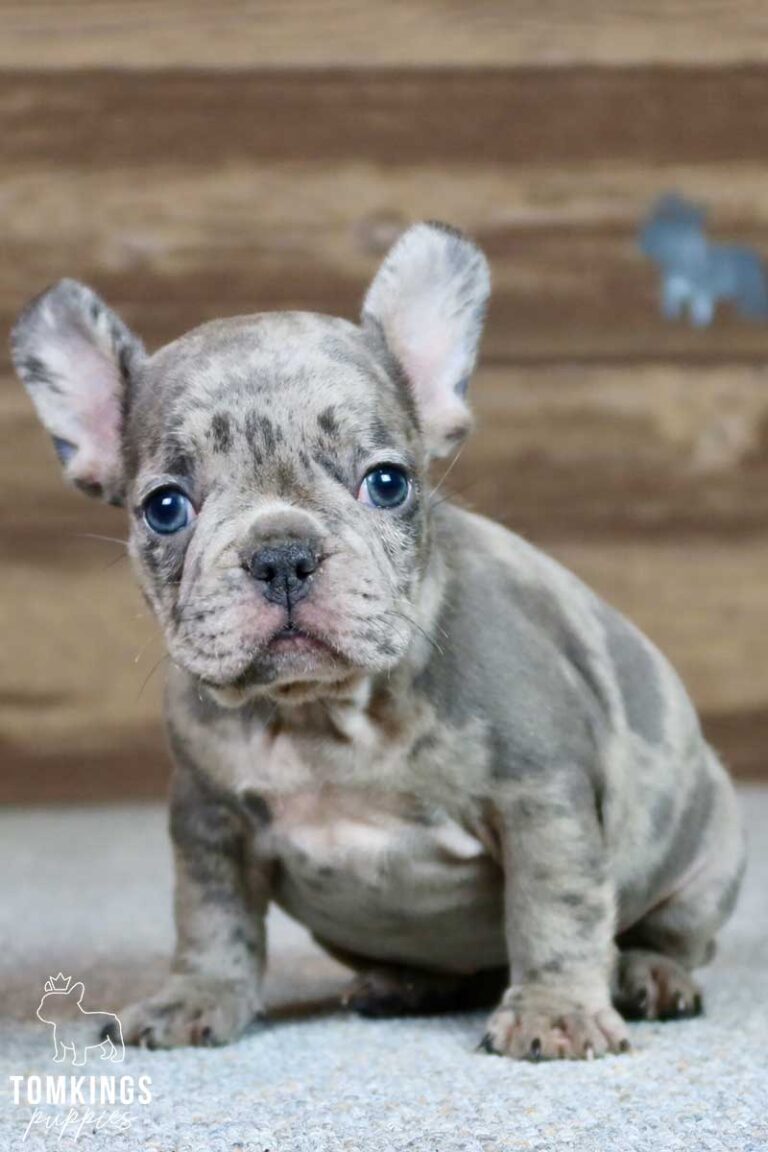 Anastasia, available French Bulldog puppy at TomKings Puppies