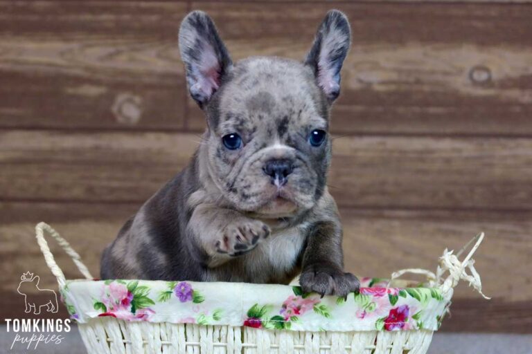 Brett, available French Bulldog puppy at TomKings Puppies