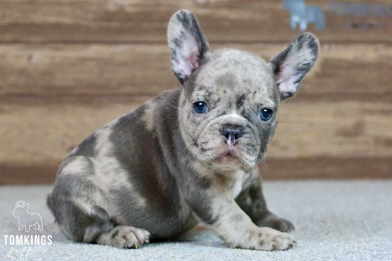 Brett, available French Bulldog puppy at TomKings Puppies