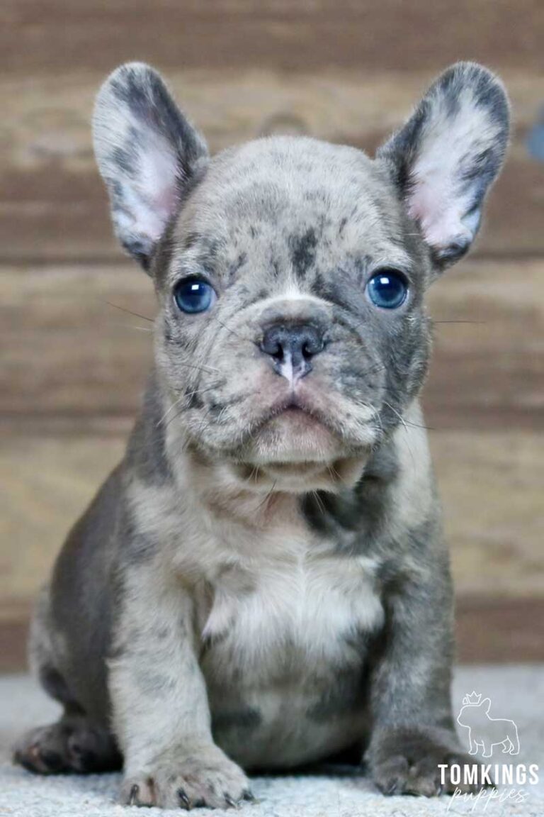 Brett, available French Bulldog puppy at TomKings Puppies