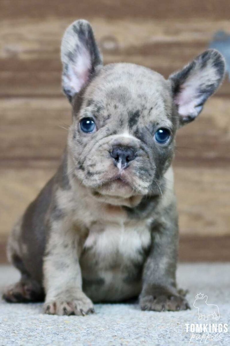 Brett, available French Bulldog puppy at TomKings Puppies