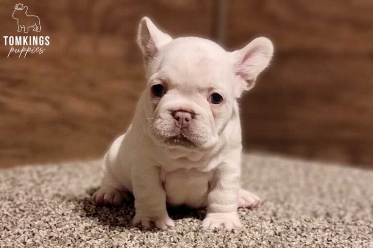 Daisy, available French Bulldog puppy at TomKings Puppies