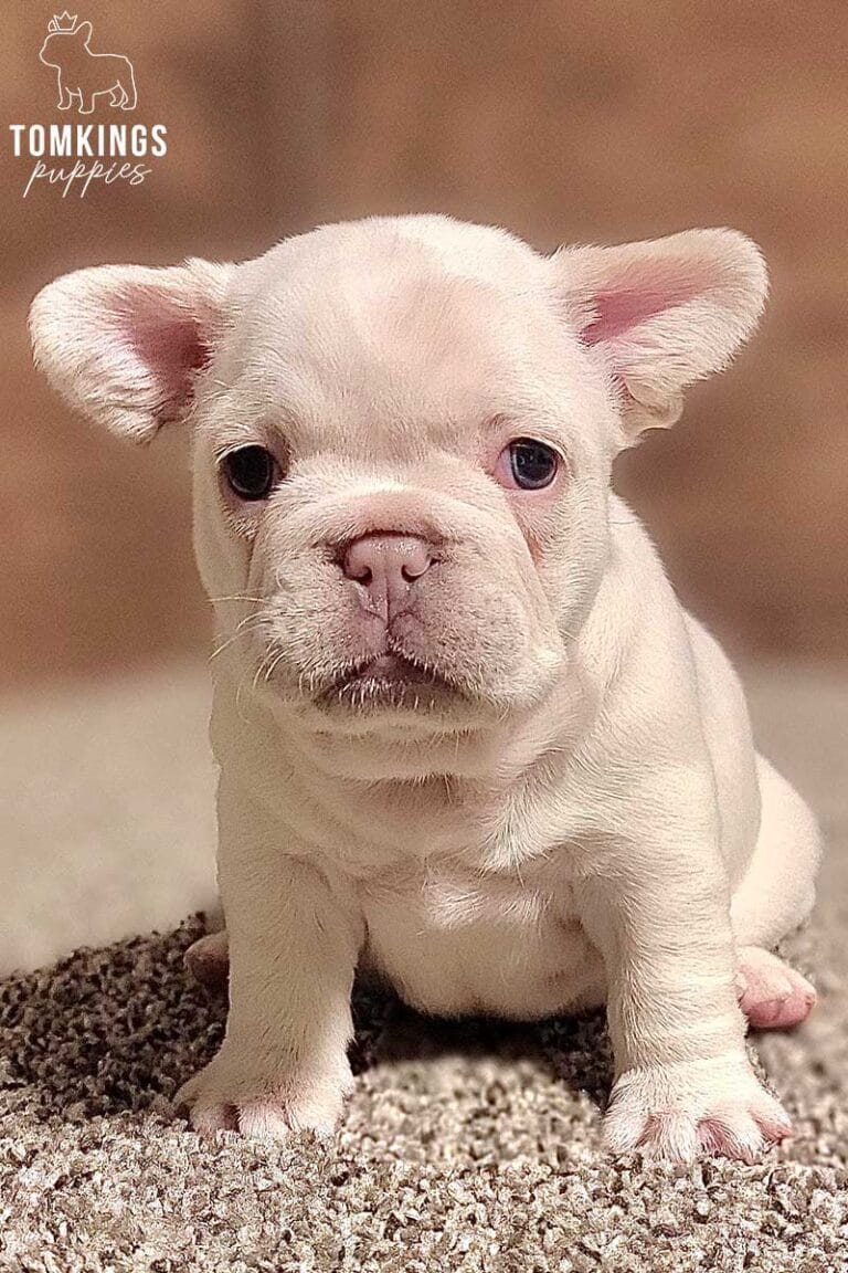 Daisy, available French Bulldog puppy at TomKings Puppies