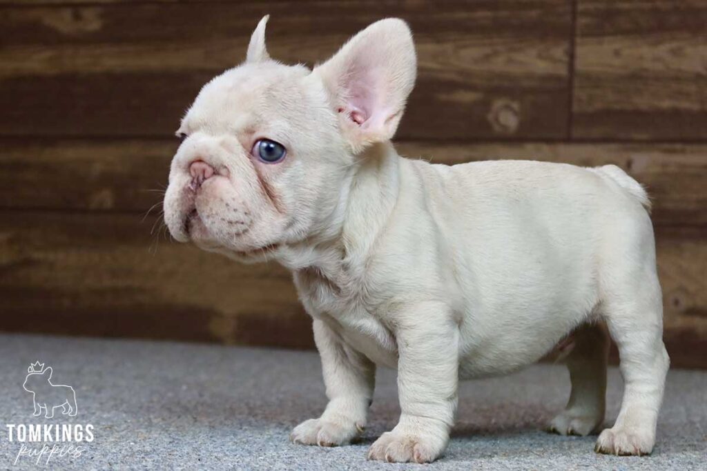 Dominic, available French Bulldog puppy at TomKings Puppies