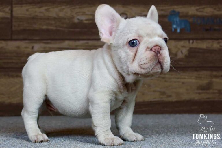 Dominic, available French Bulldog puppy at TomKings Puppies