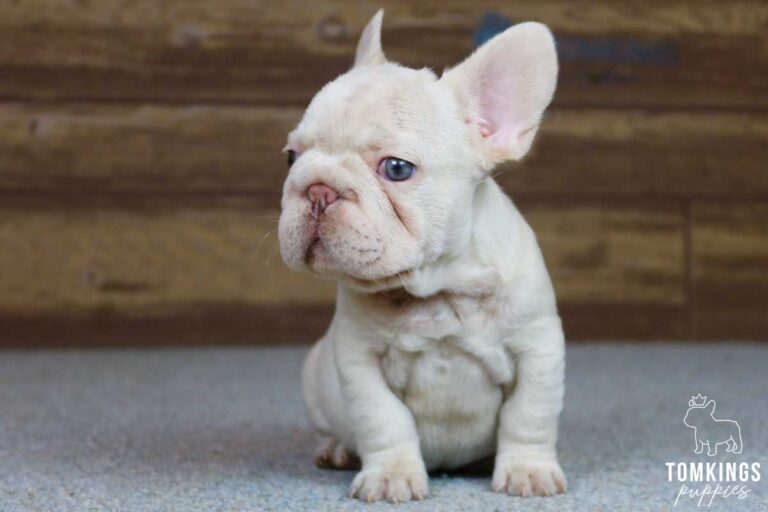 Dominic, available French Bulldog puppy at TomKings Puppies