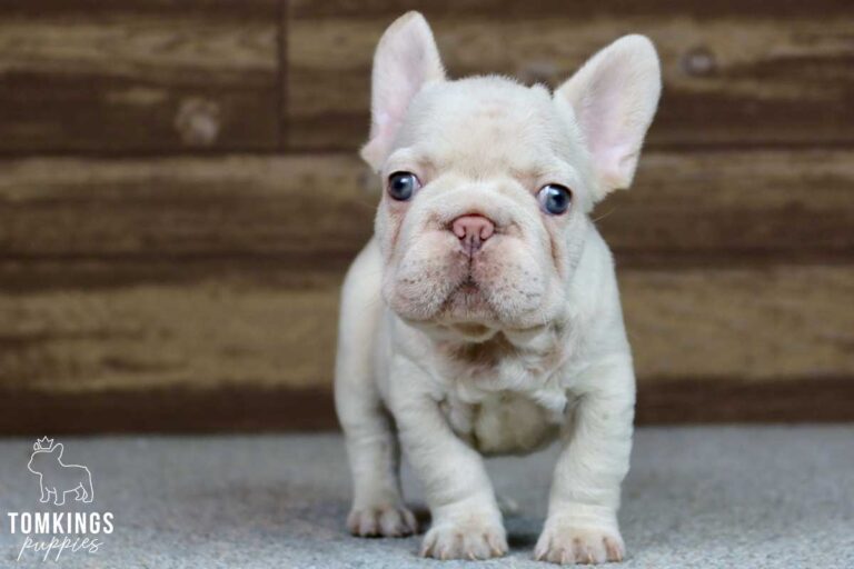 Dominic, available French Bulldog puppy at TomKings Puppies