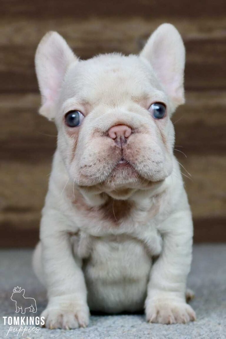 Dominic, available French Bulldog puppy at TomKings Puppies