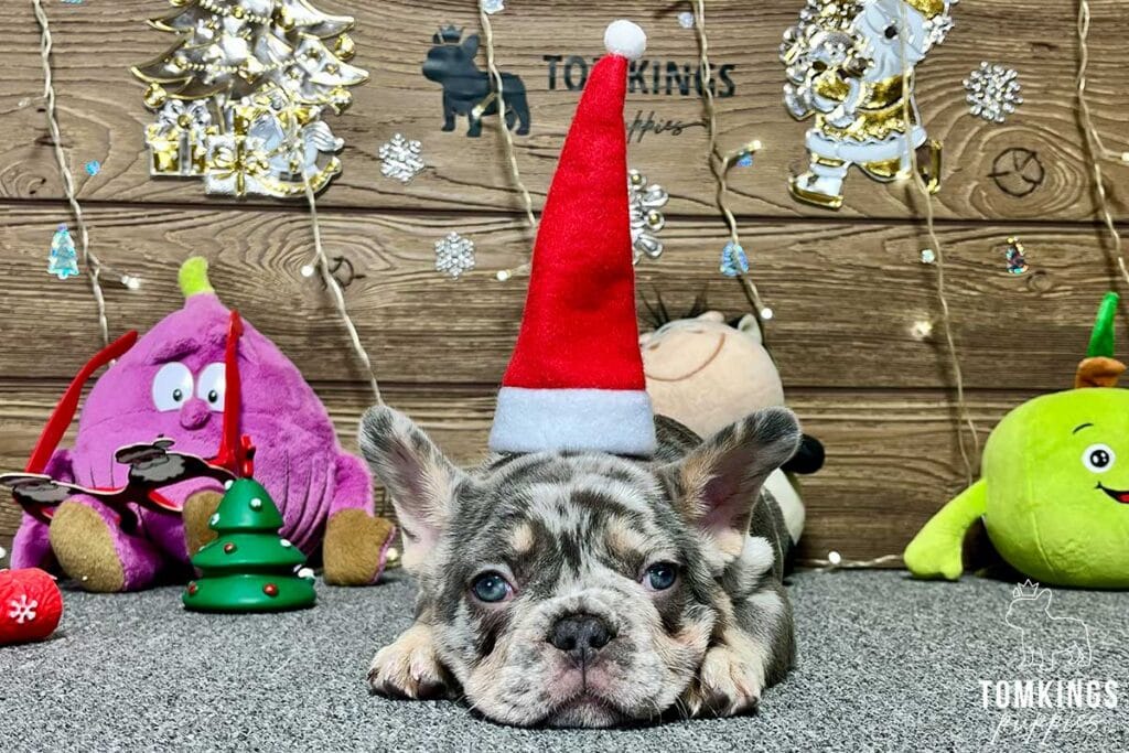 Eleanor, available French Bulldog puppy at TomKings Puppies