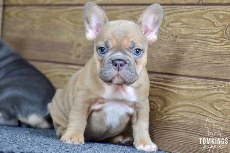 Elowen, available French Bulldog puppy at TomKings Puppies