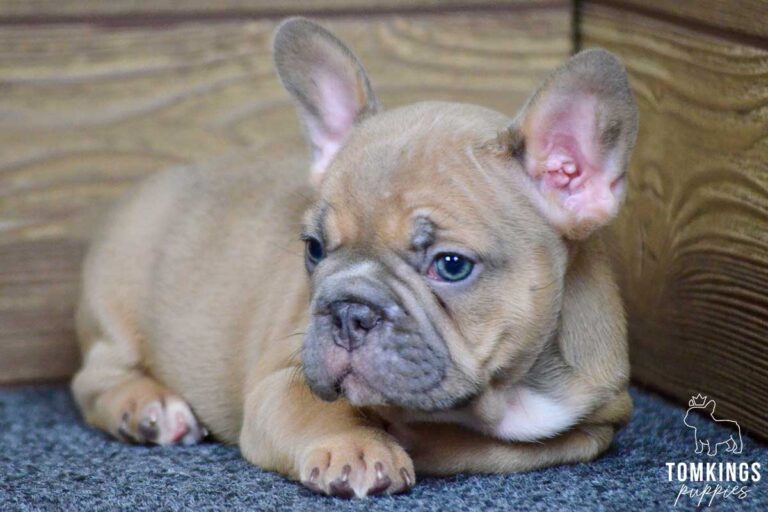 Elowen, available French Bulldog puppy at TomKings Puppies