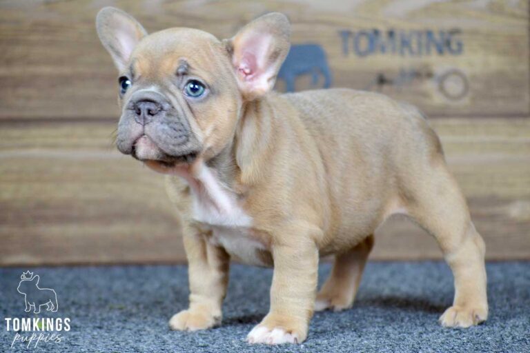 Elowen, available French Bulldog puppy at TomKings Puppies