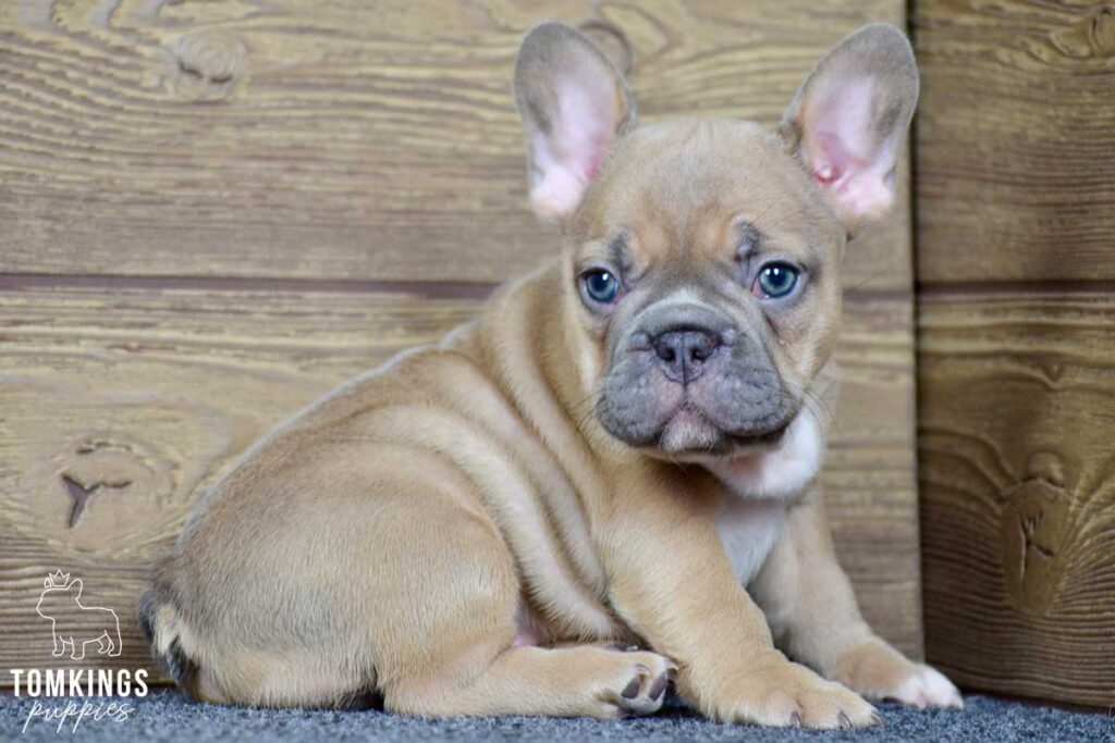 Elowen, available French Bulldog puppy at TomKings Puppies