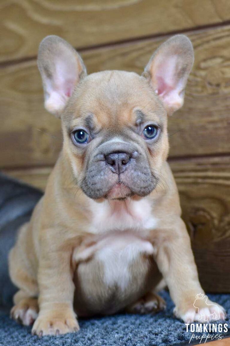 Elowen, available French Bulldog puppy at TomKings Puppies