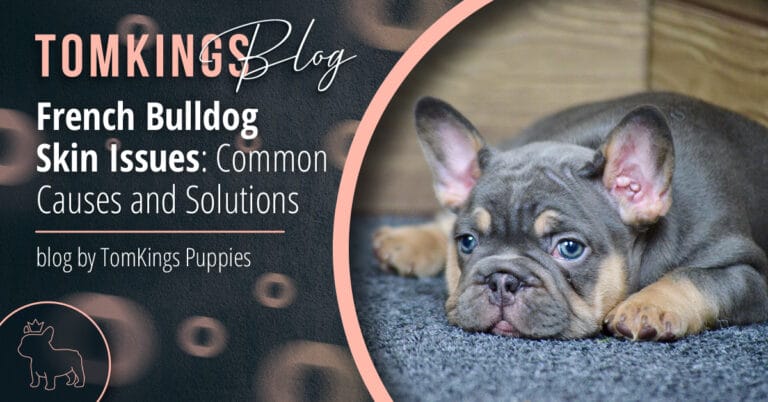 French Bulldog Skin Issues: Common Causes and Solutions - TomKings Blog