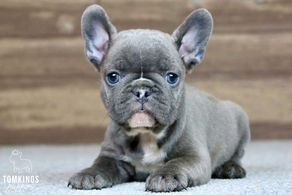 Gregory, available French Bulldog puppy at TomKings Puppies