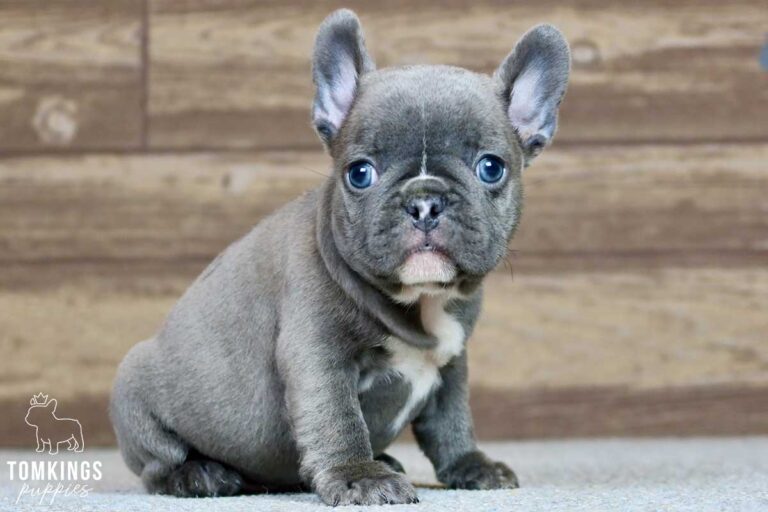 Gregory, available French Bulldog puppy at TomKings Puppies