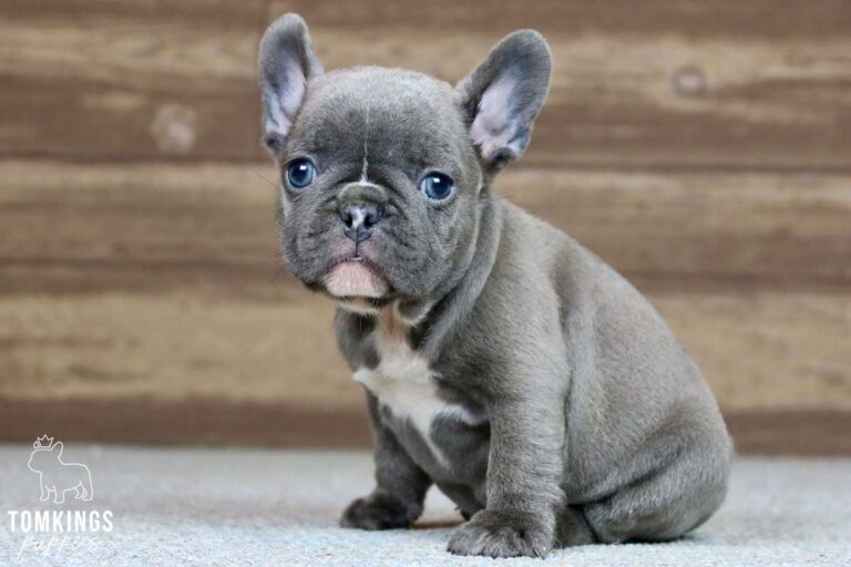 Gregory, available French Bulldog puppy at TomKings Puppies