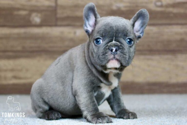 Gregory, available French Bulldog puppy at TomKings Puppies