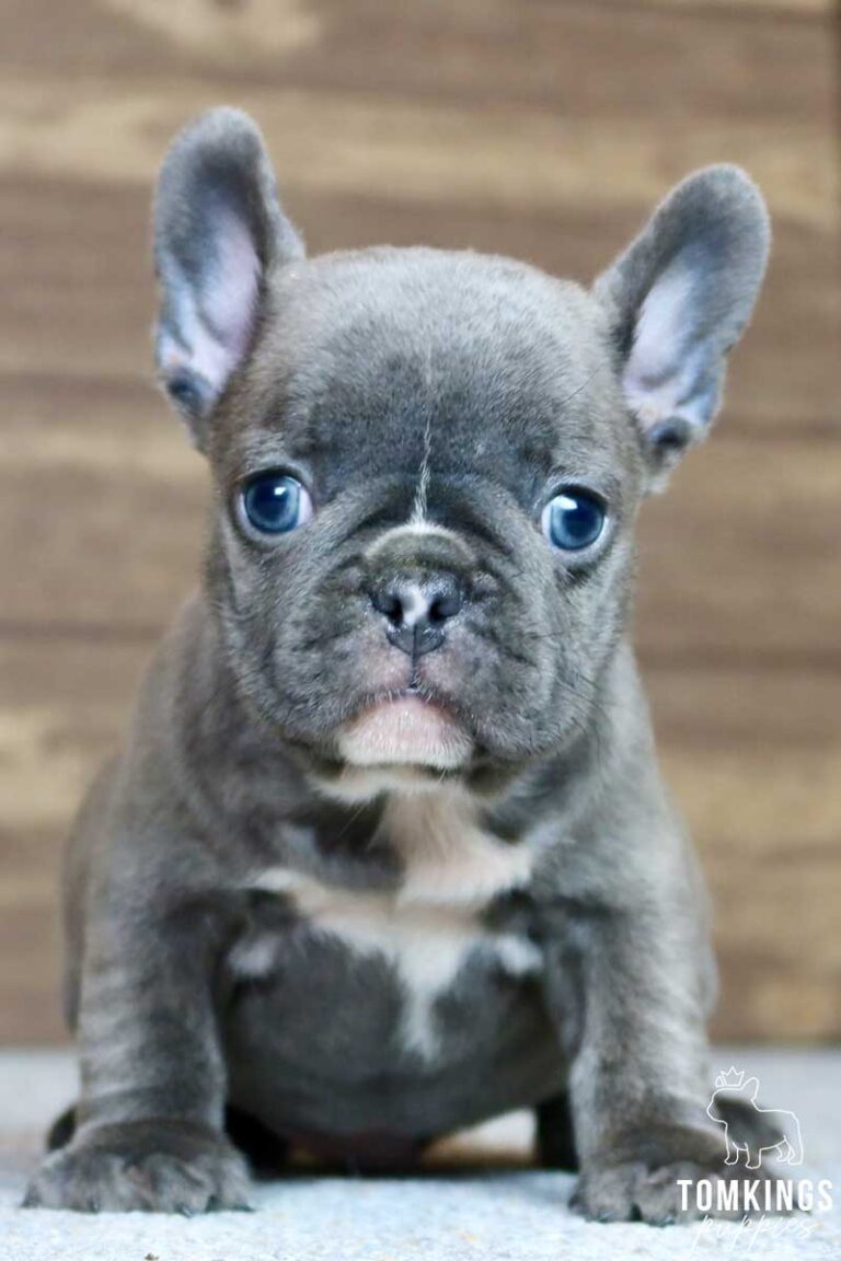 Gregory, available French Bulldog puppy at TomKings Puppies