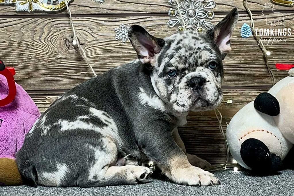 Henry, available French Bulldog puppy at TomKings Puppies