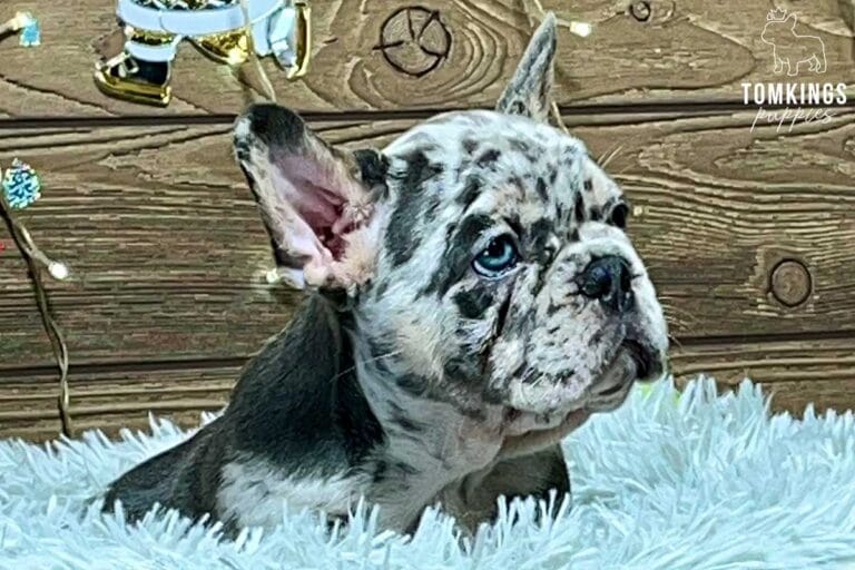 Henry, available French Bulldog puppy at TomKings Puppies