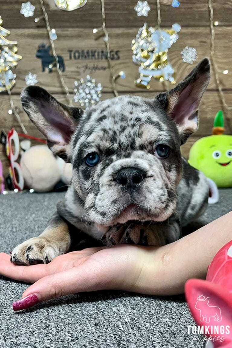 Henry, available French Bulldog puppy at TomKings Puppies