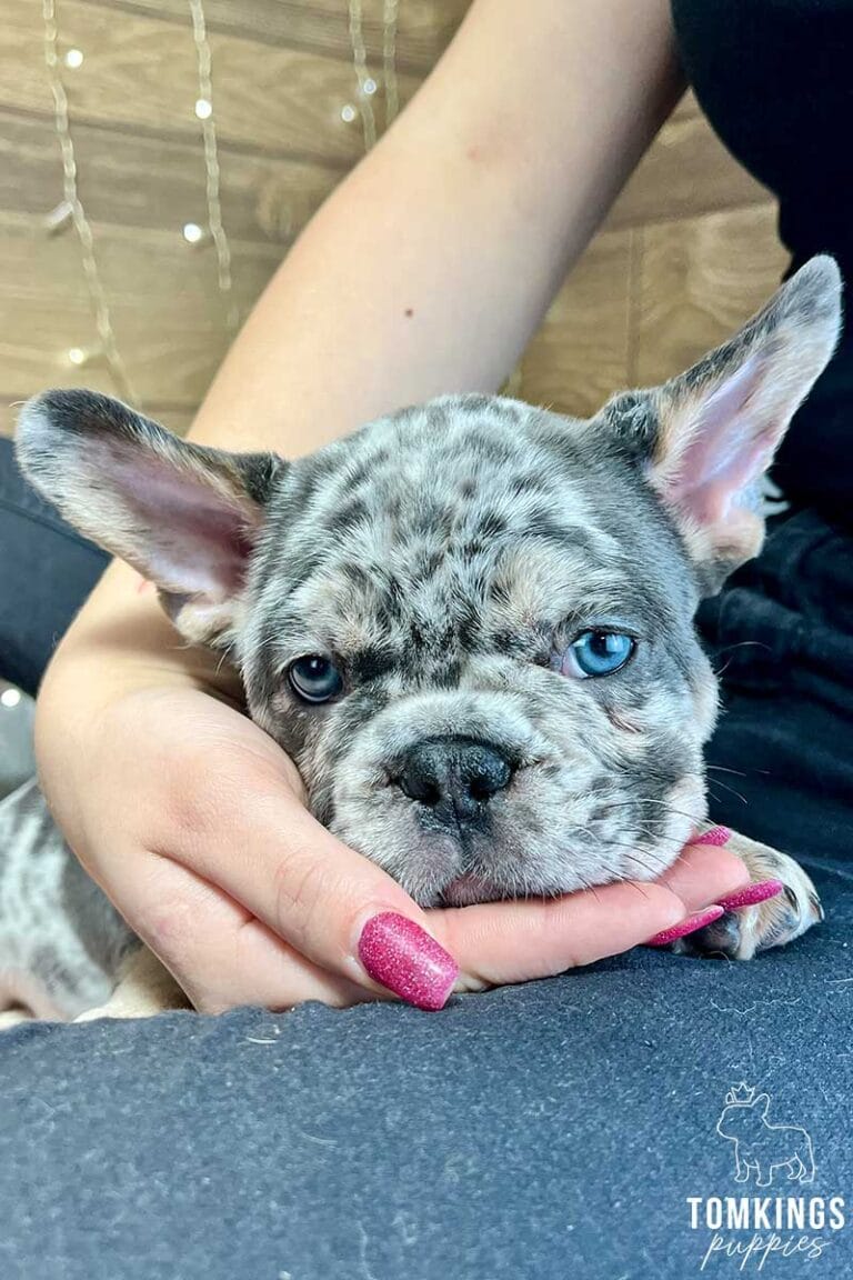 Henry, available French Bulldog puppy at TomKings Puppies