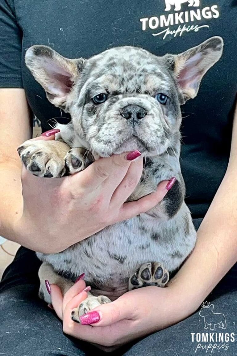 Henry, available French Bulldog puppy at TomKings Puppies