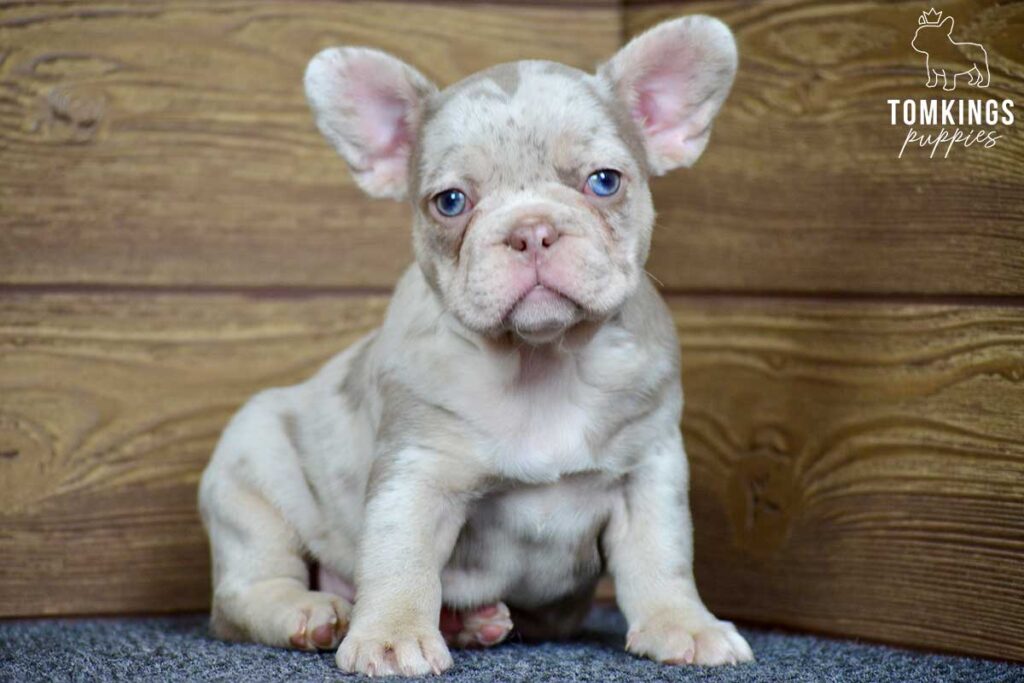 Inca, available French Bulldog puppy at TomKings Puppies