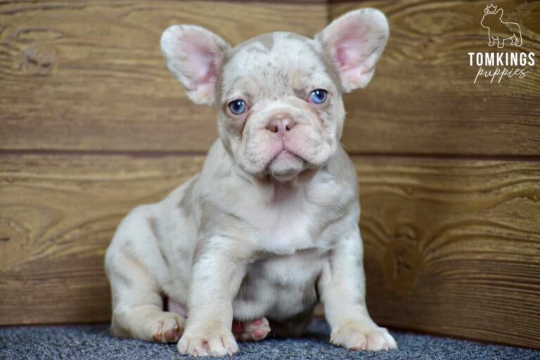 Inca, available French Bulldog puppy at TomKings Puppies