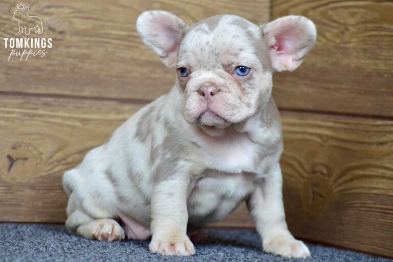 Inca, available French Bulldog puppy at TomKings Puppies